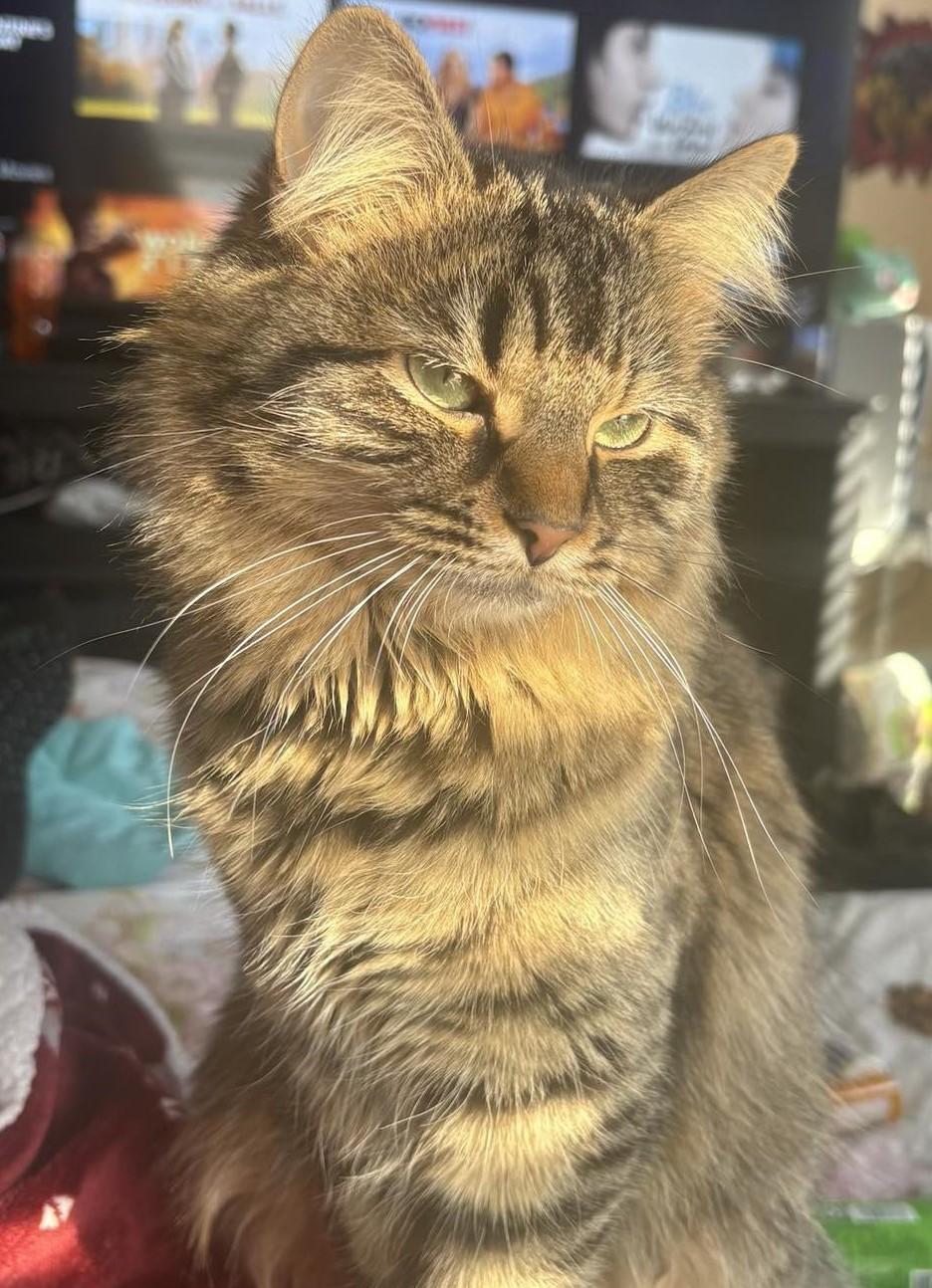 Enlarge Misty, an adopted Domestic Long Hair in Beckley, WV image 1/1