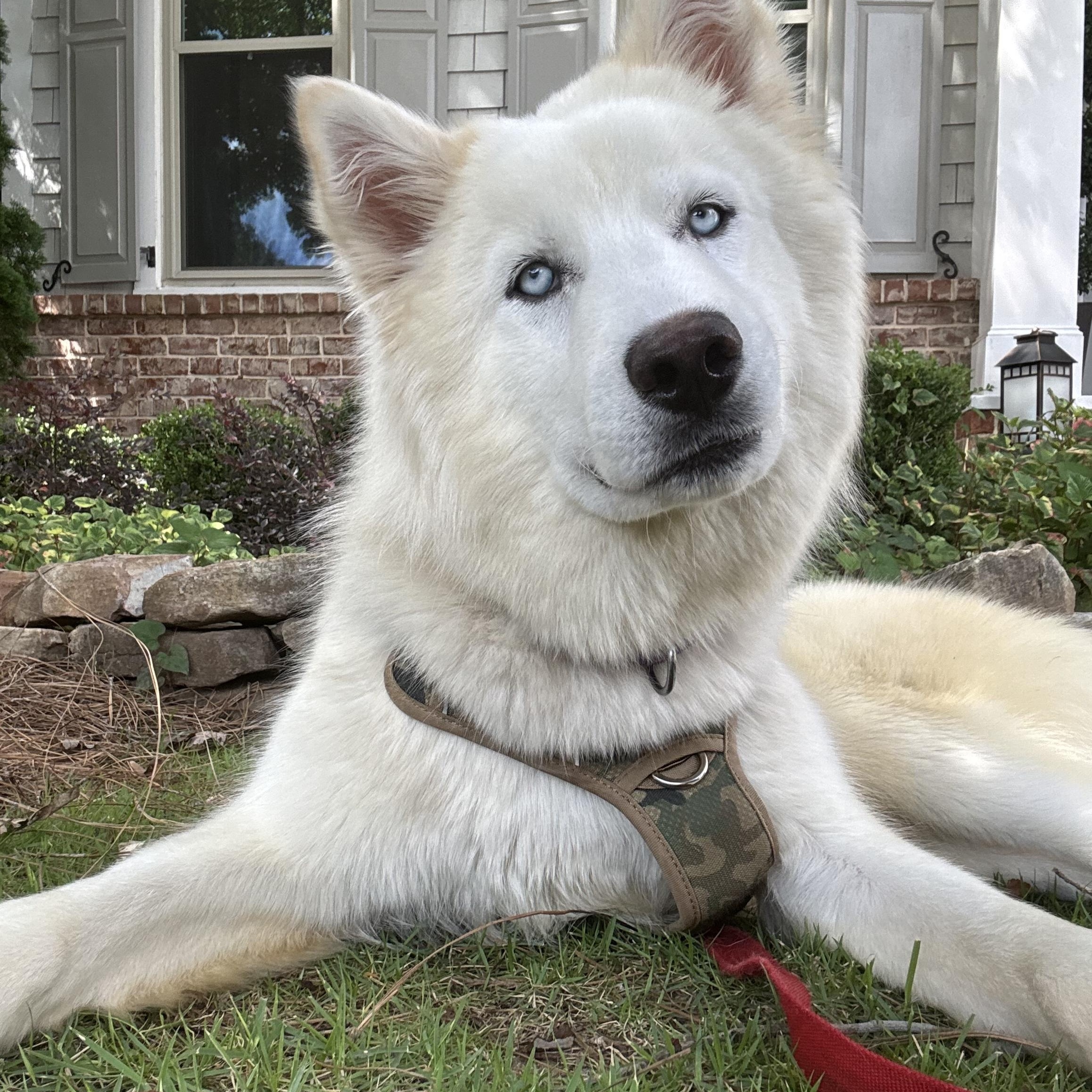 Yoshi is the happiest friendliest boy He has never met a stranger and loves to throw himself into 