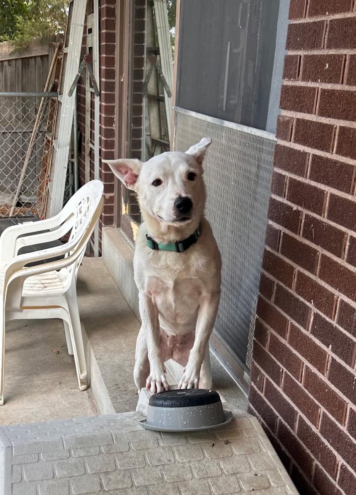 Letty May, a Adoptable Mixed Breed in Fort Collins, CO image 2/5