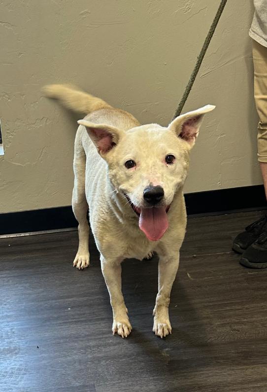 Letty May, a Adoptable Mixed Breed in Fort Collins, CO image 3/5
