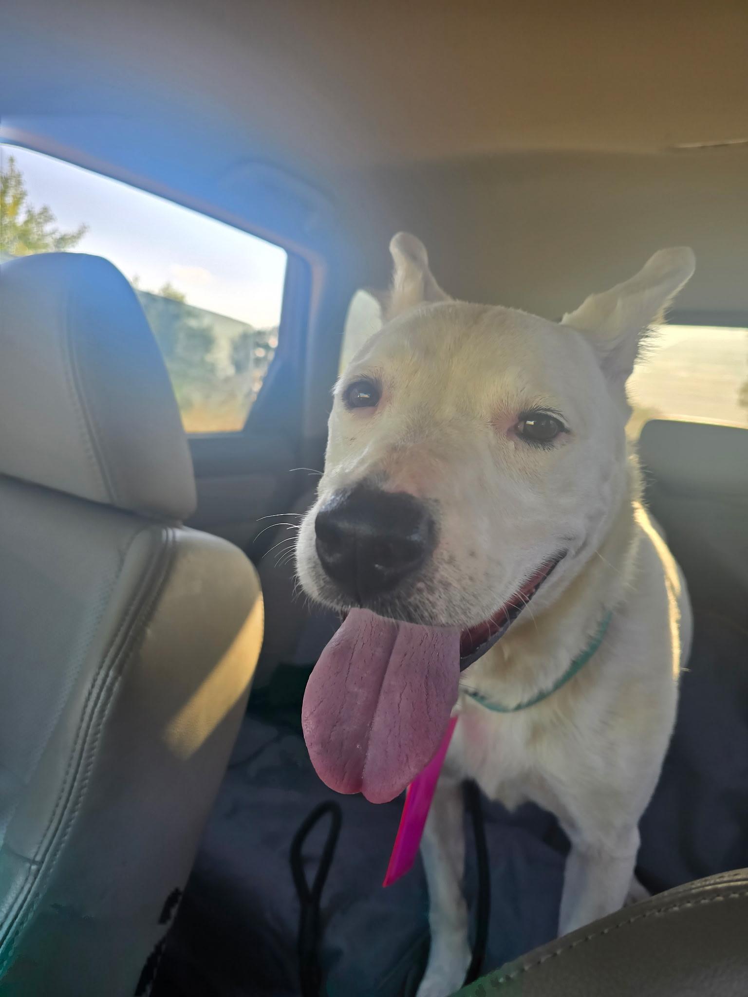 Letty May, a Adoptable Mixed Breed in Fort Collins, CO image 4/5