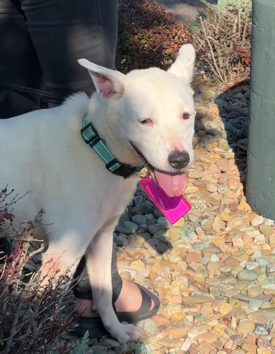 Letty May, a Adoptable Mixed Breed in Fort Collins, CO image 5/5