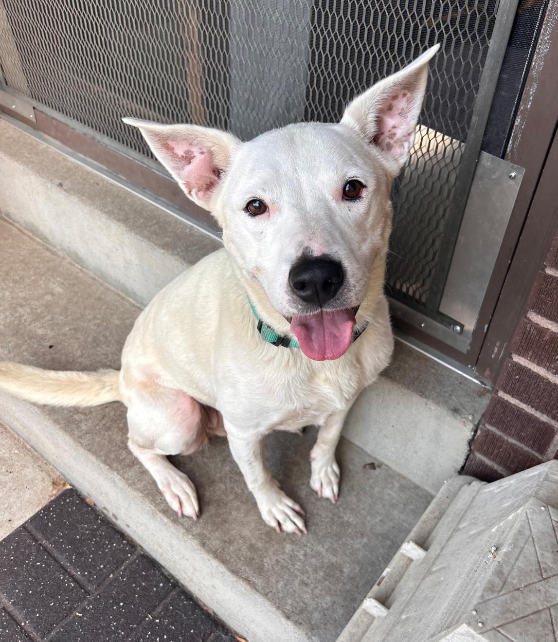 Letty May, a Adoptable Mixed Breed in Fort Collins, CO image 1/5