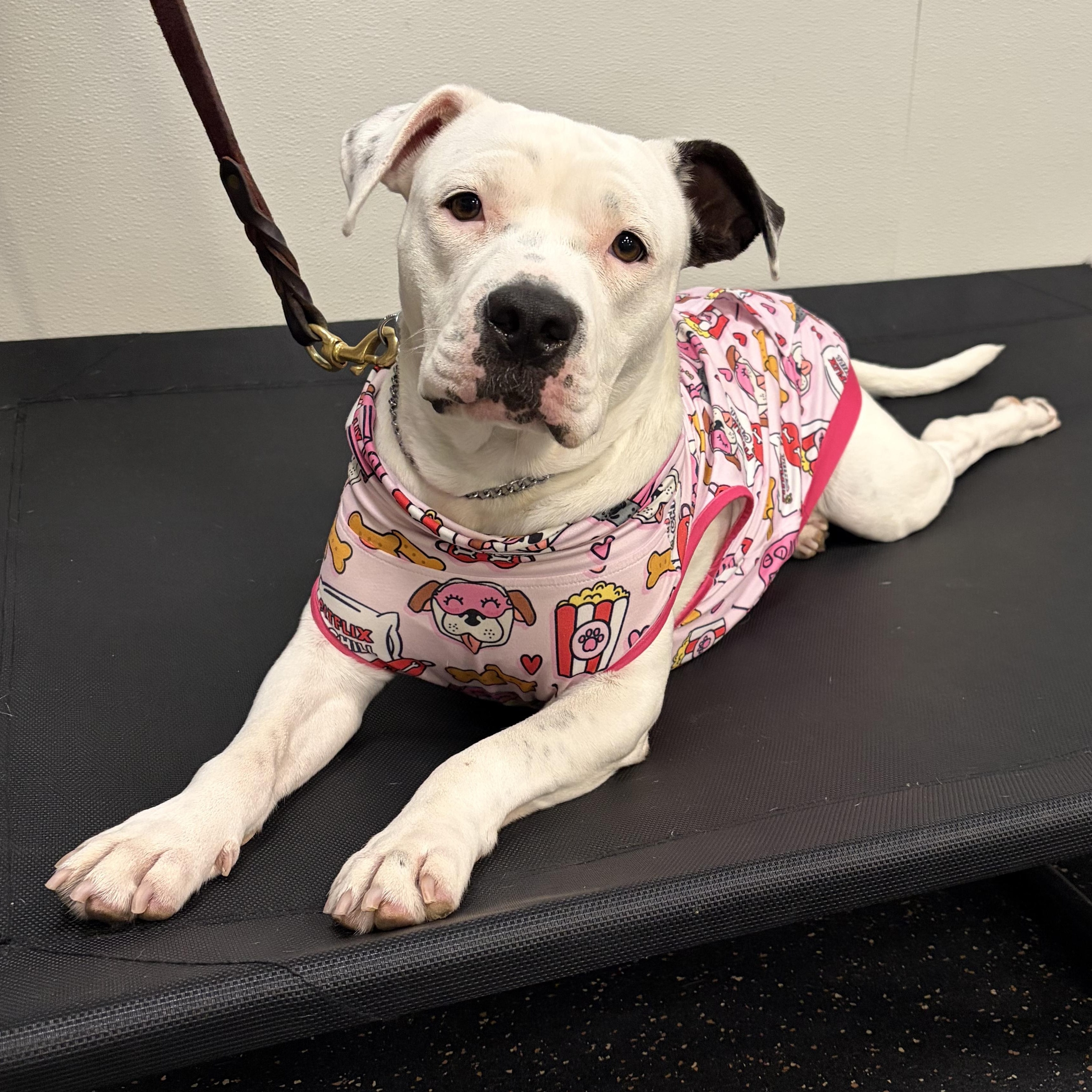 Pinkie, Adoptable, Young Female American Bully & American Bulldog.