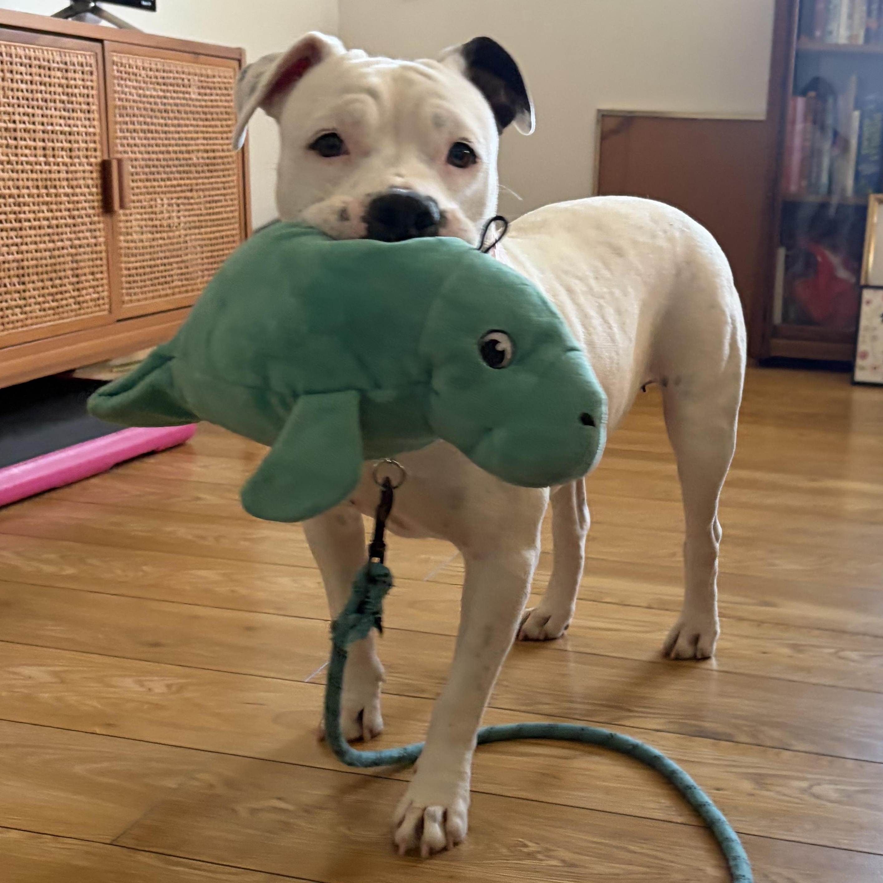 Enlarge Pinkie, a Adoptable mixed breed in Phoenix, AZ image 2/6