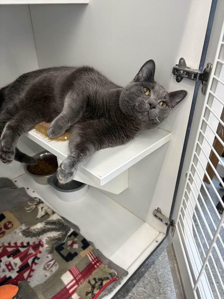 Enlarge Rye, an adopted Domestic Short Hair in Cleveland, OH image 4/6