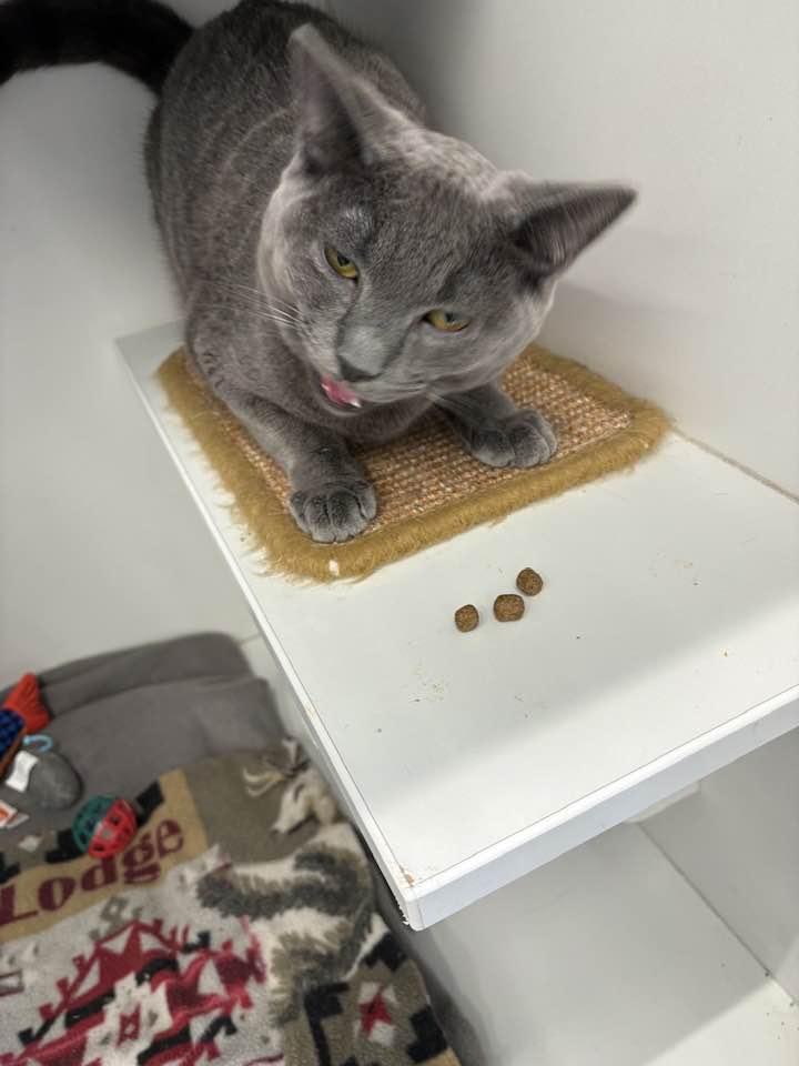 Enlarge Rye, an adopted Domestic Short Hair in Cleveland, OH image 2/6