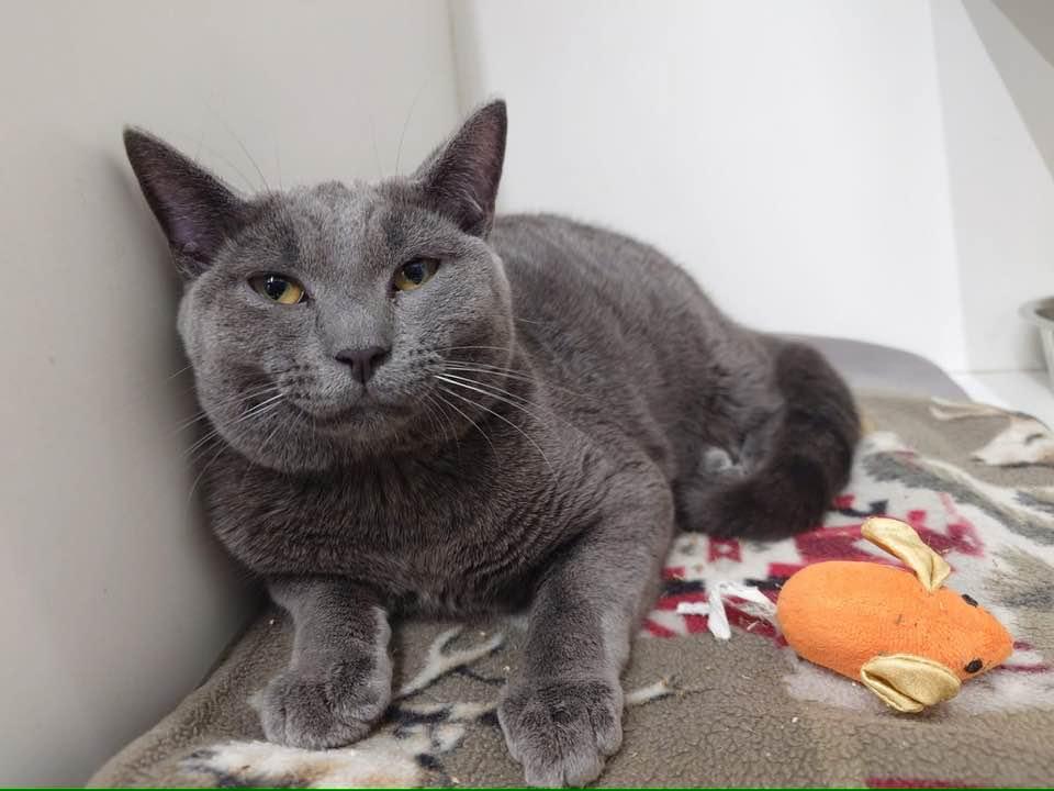 Enlarge Rye, an adopted Domestic Short Hair in Cleveland, OH image 6/6