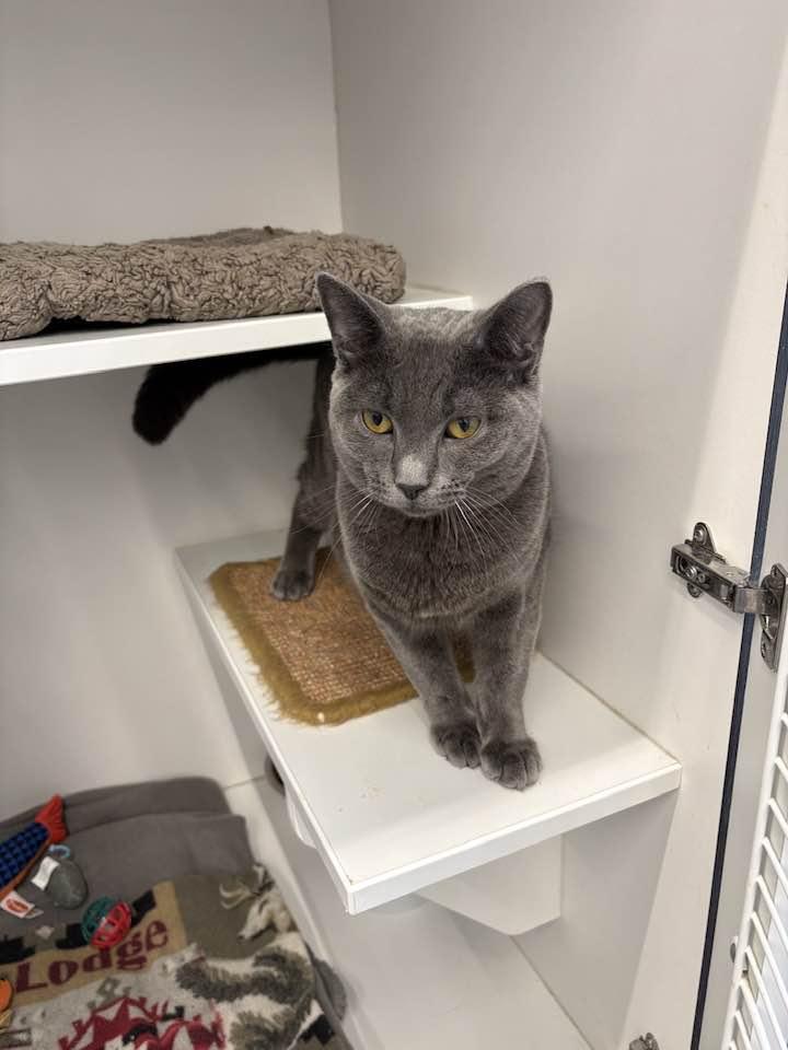 Enlarge Rye, an adopted Domestic Short Hair in Cleveland, OH image 5/6