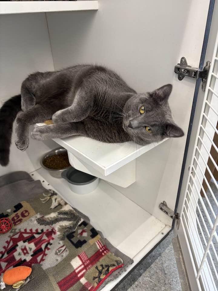 Enlarge Rye, an adopted Domestic Short Hair in Cleveland, OH image 1/6