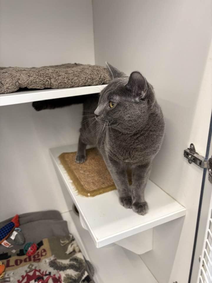 Enlarge Rye, an adopted Domestic Short Hair in Cleveland, OH image 3/6