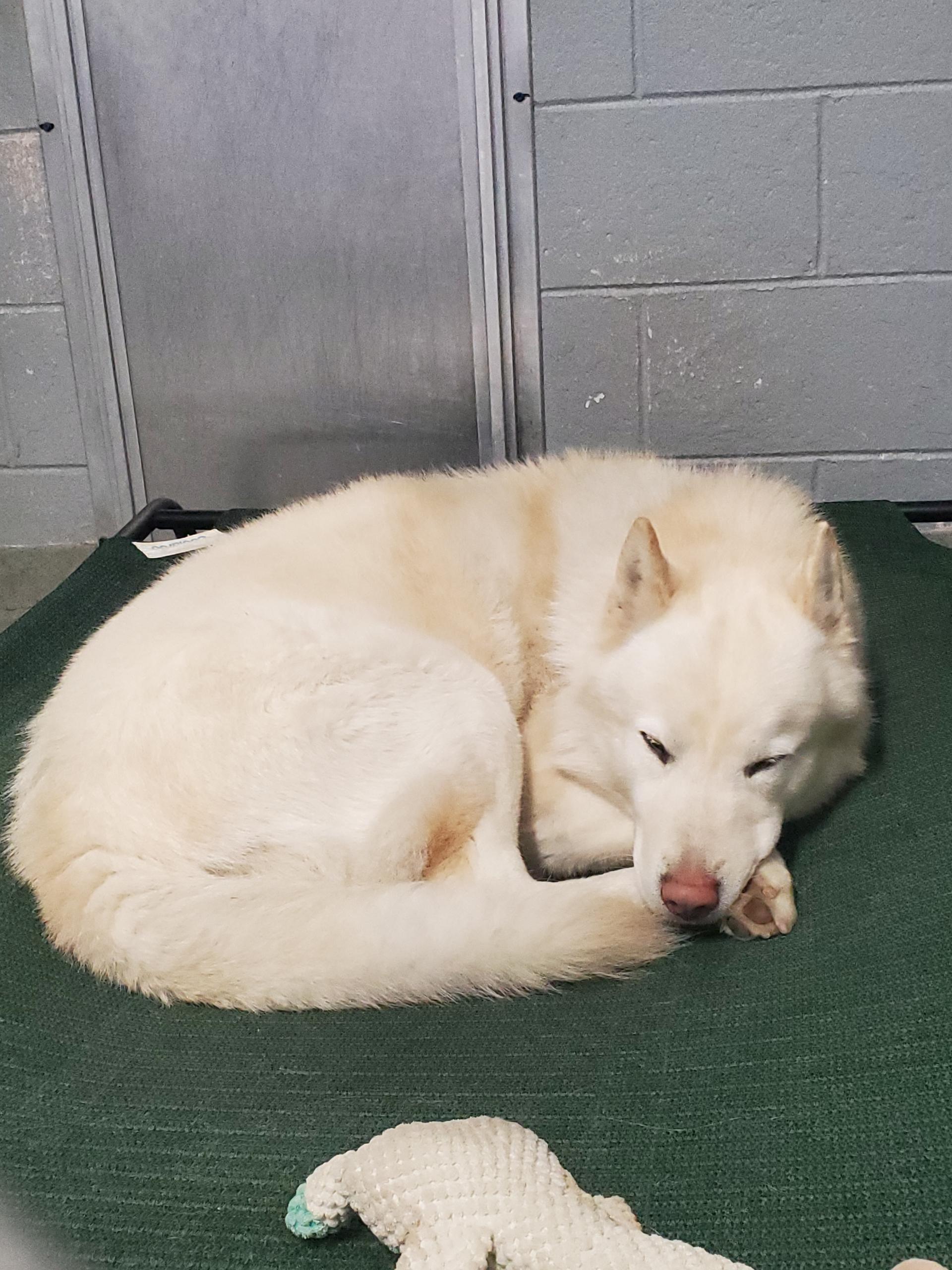 Enlarge Sparrow, a Adoptable Siberian Husky in Cranston, RI image 3/6
