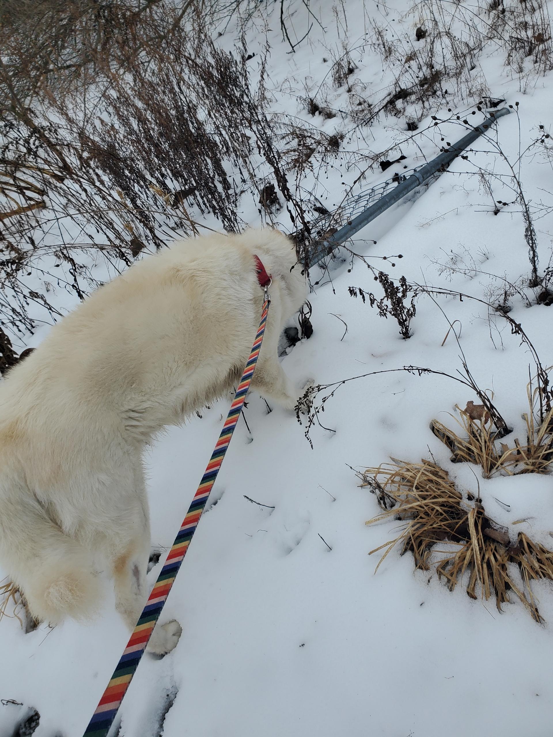 Enlarge Sparrow, a Adoptable Siberian Husky in Cranston, RI image 4/6