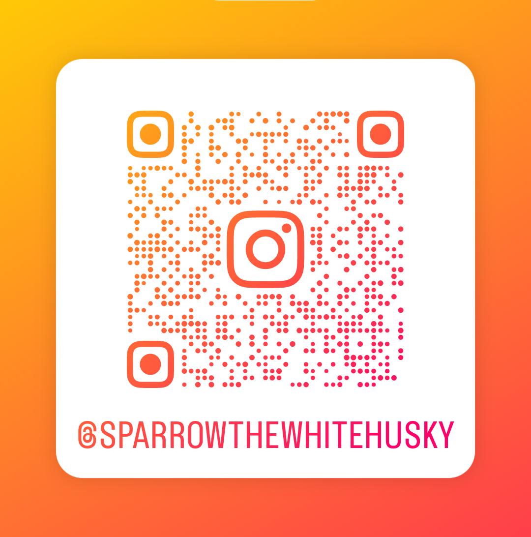 Enlarge Sparrow, a Adoptable Siberian Husky in Cranston, RI image 2/6