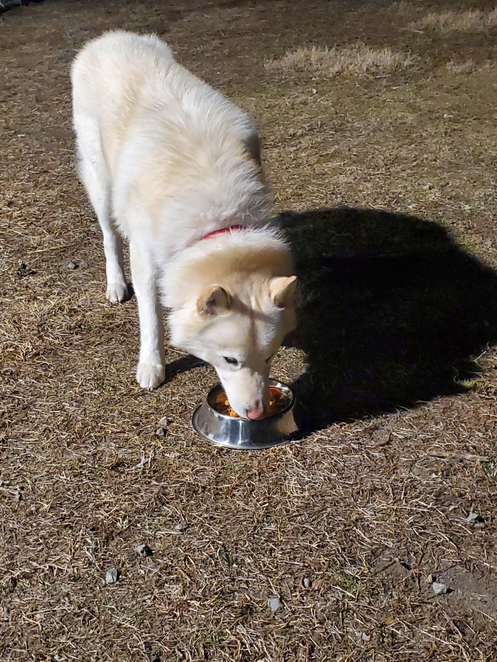Enlarge Sparrow, a Adoptable Siberian Husky in Cranston, RI image 5/6