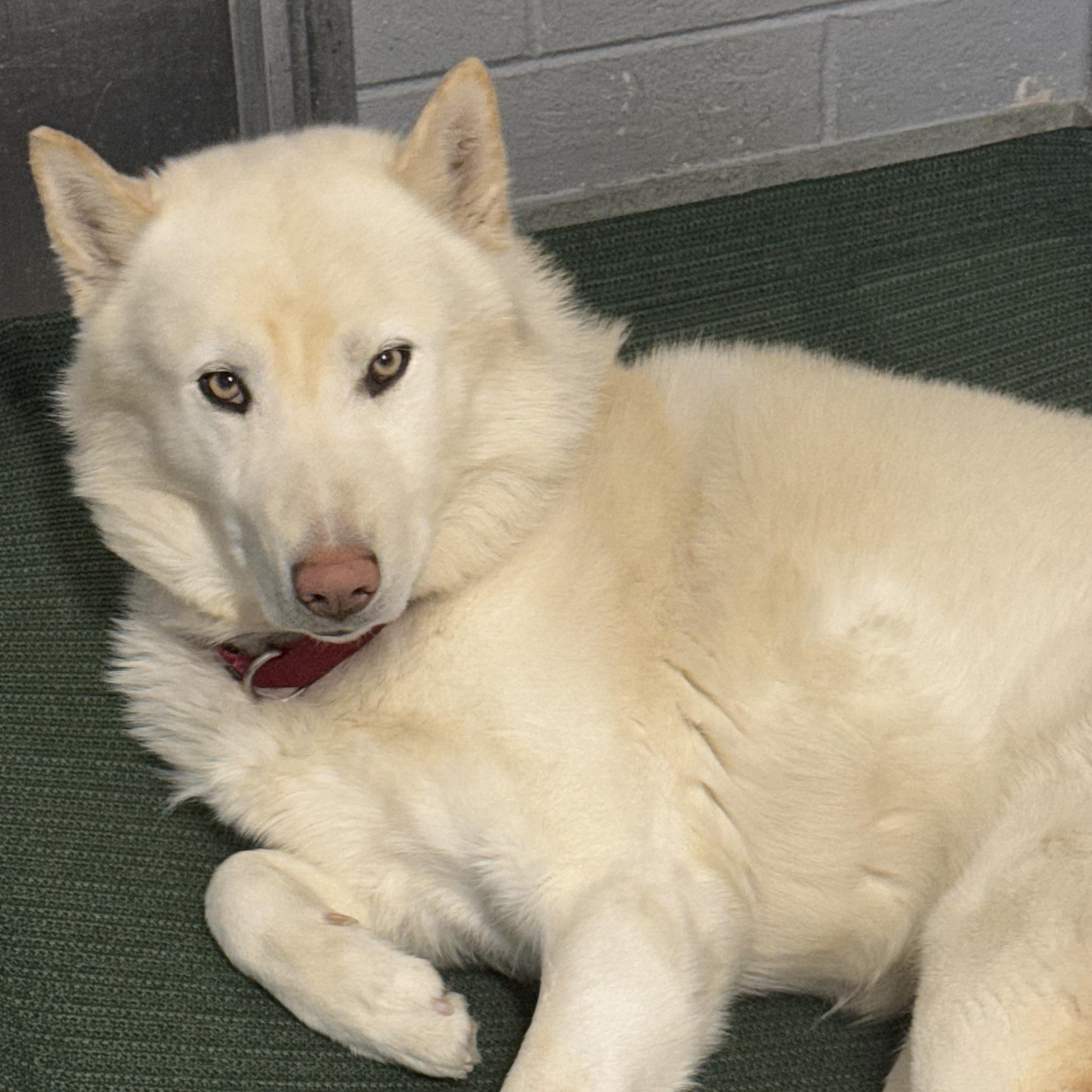 Enlarge Sparrow, a Adoptable Siberian Husky in Cranston, RI image 6/6