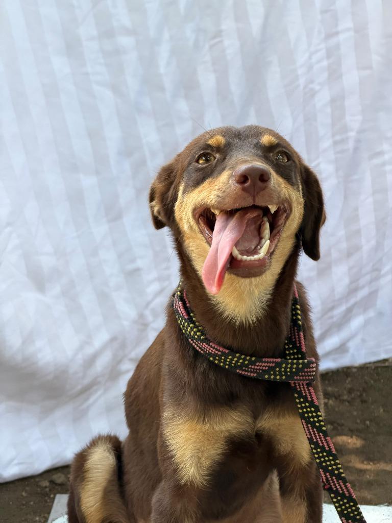 Caramel, ADOPTABLE, Young • Female, Australian Kelpie & Labrador Retriever.