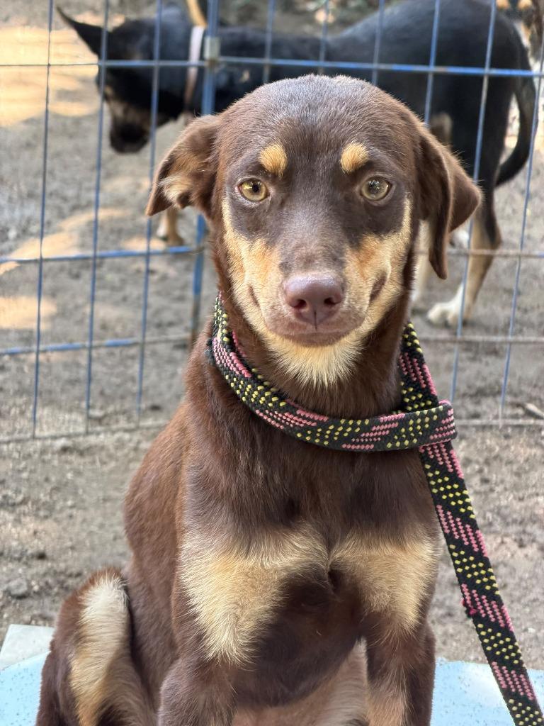 Enlarge Caramel, a Adoptable mixed breed in San Diego, CA image 2/3