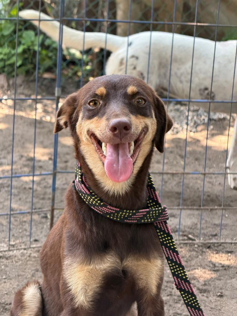 Enlarge Caramel, a Adoptable mixed breed in San Diego, CA image 3/3