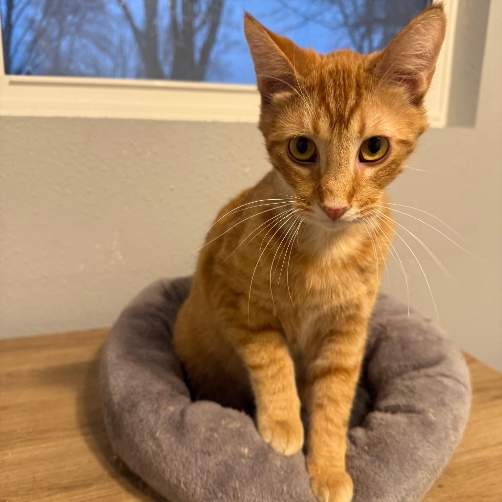 Donnie, a Adoptable Domestic Short Hair in Green Bay, WI image 1/6