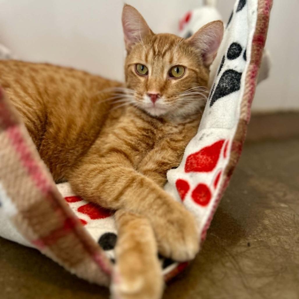Donnie, a Adoptable Domestic Short Hair in Green Bay, WI image 2/6