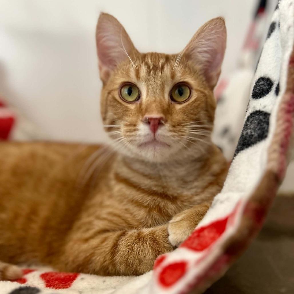 Donnie, a Adoptable Domestic Short Hair in Green Bay, WI image 3/6