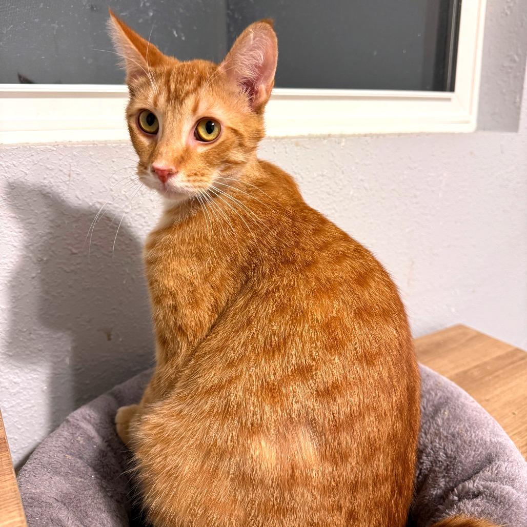 Donnie, a Adoptable Domestic Short Hair in Green Bay, WI image 4/6