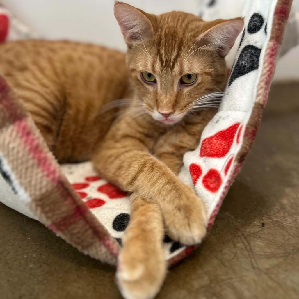 Donnie, a Adoptable Domestic Short Hair in Green Bay, WI image 5/6