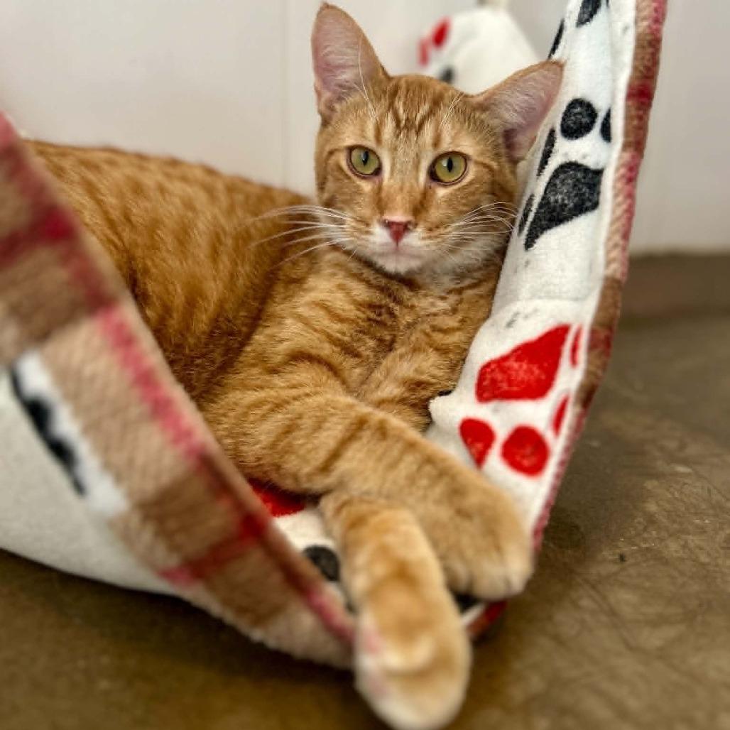 Donnie, a Adoptable Domestic Short Hair in Green Bay, WI image 6/6