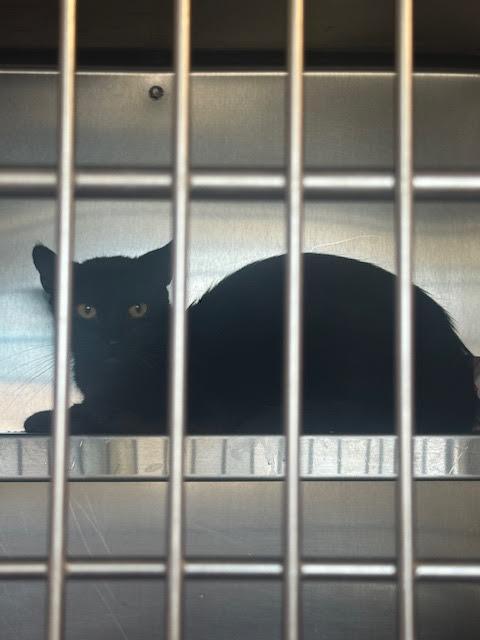 DARLING, Adoptable, Young Female Domestic Short Hair.