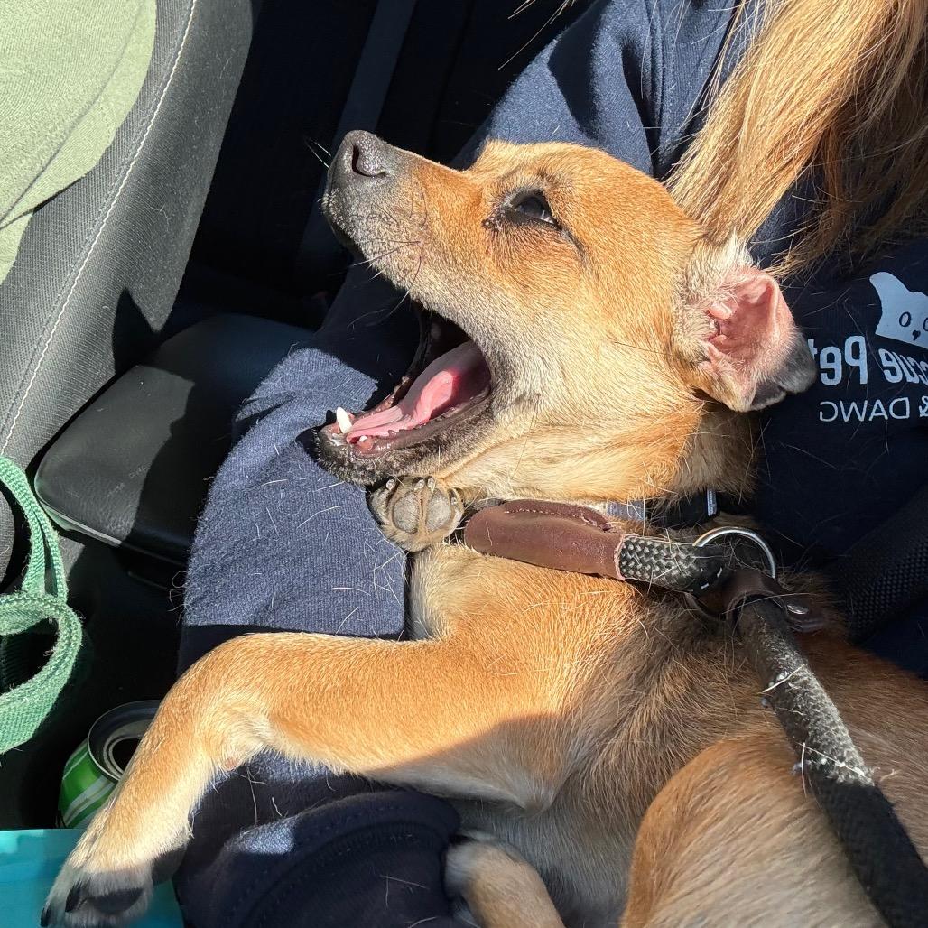 Enlarge Sophie, a Adoptable Chihuahua in Buellton, CA image 2/6