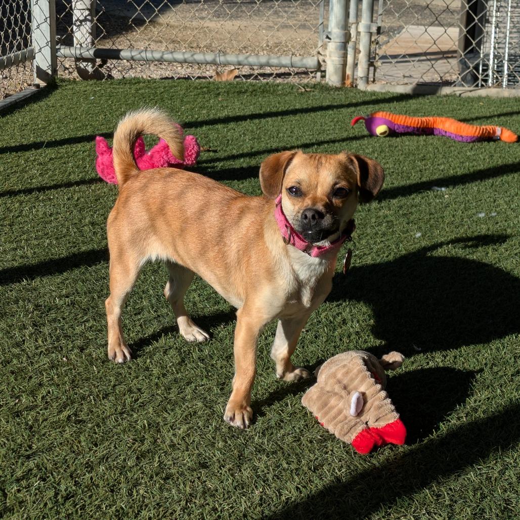 Enlarge Sophie, a Adoptable Chihuahua in Buellton, CA image 3/6