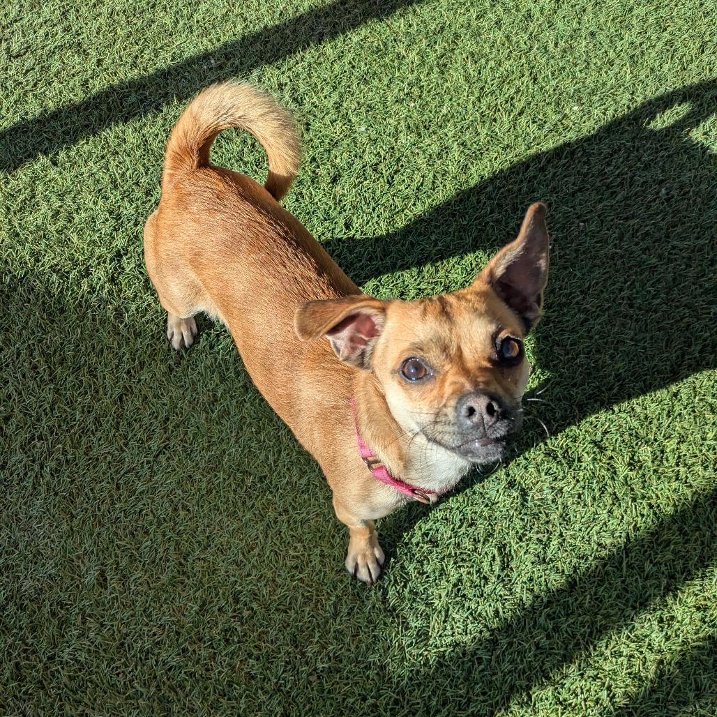 Enlarge Sophie, a Adoptable Chihuahua in Buellton, CA image 4/6