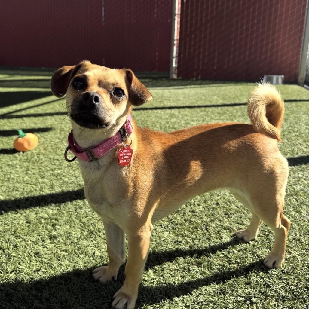 Enlarge Sophie, a Adoptable Chihuahua in Buellton, CA image 5/6