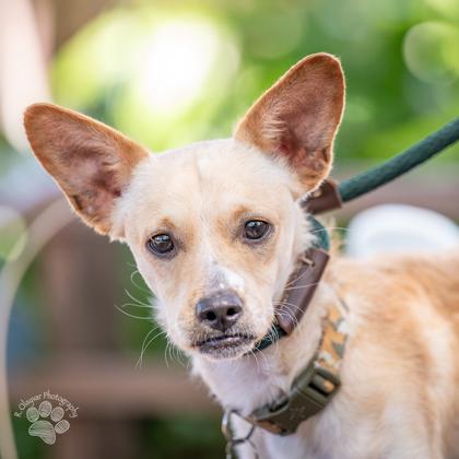 Enlarge Carter, a Adoptable mixed breed in Honolulu, HI image 1/3