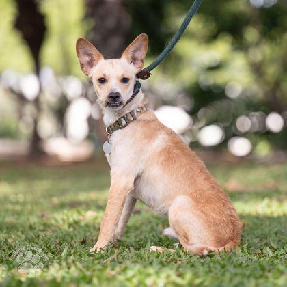 Carter, Adoptable, Adult Male Chihuahua & Mixed Breed.