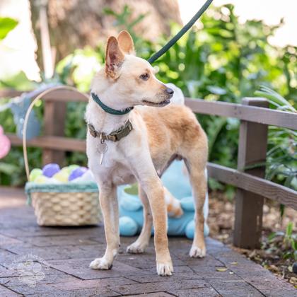Enlarge Carter, a Adoptable mixed breed in Honolulu, HI image 3/3