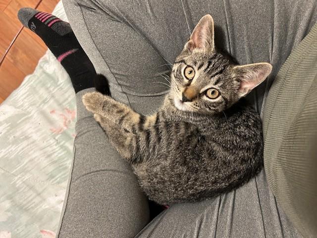 GATZBY, Adoptable, Young Male Tabby.