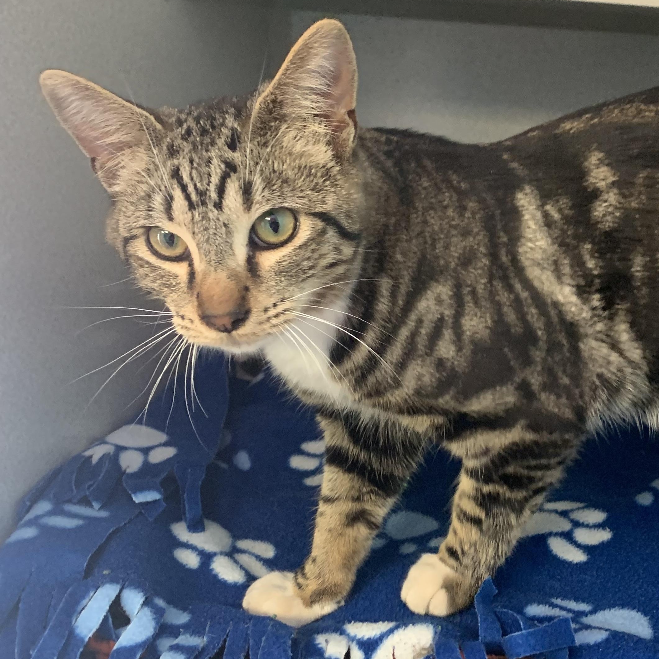 Ripple, ADOPTABLE, Young Male Domestic Short Hair.