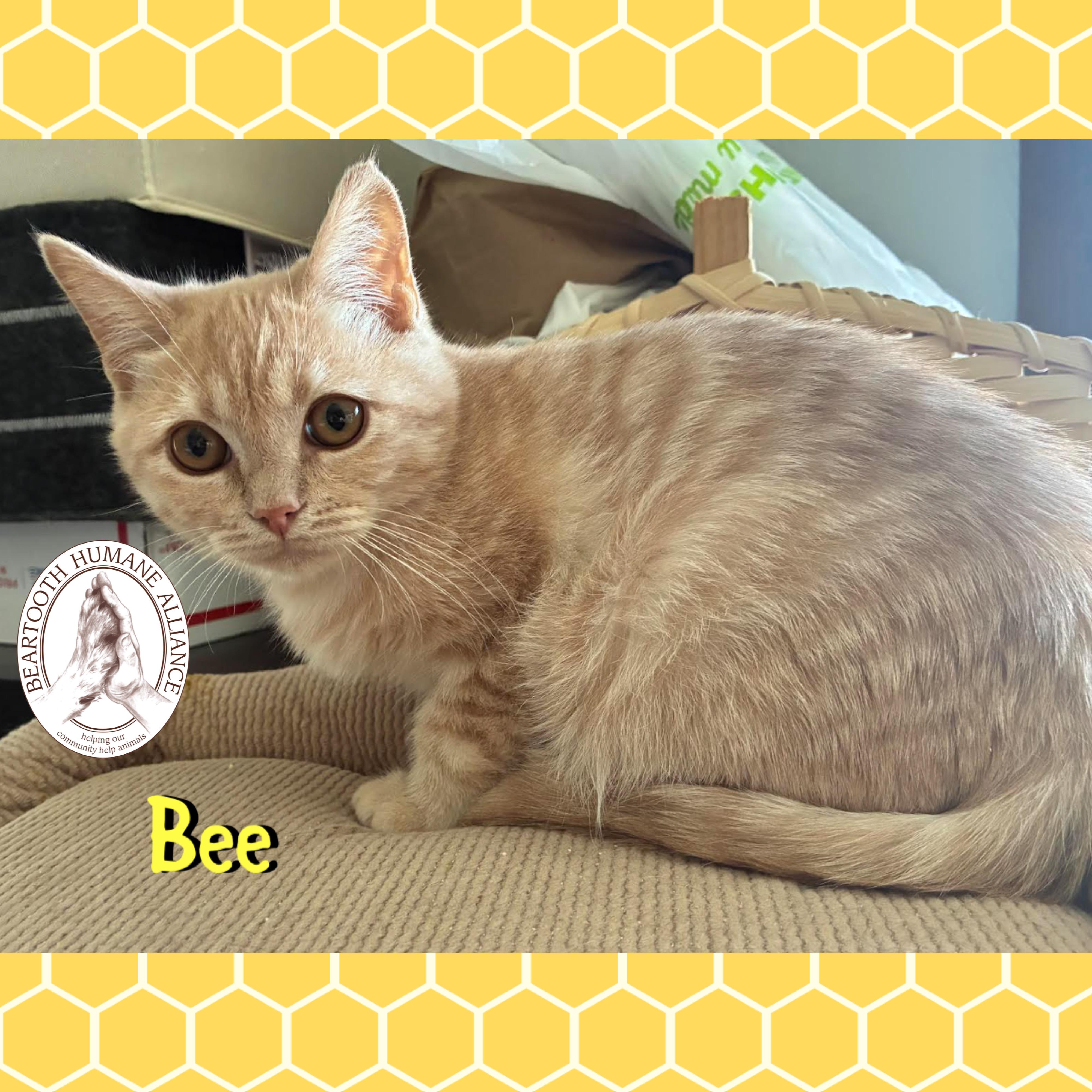 Bee, Adoptable, Young Male Domestic Medium Hair & Persian.