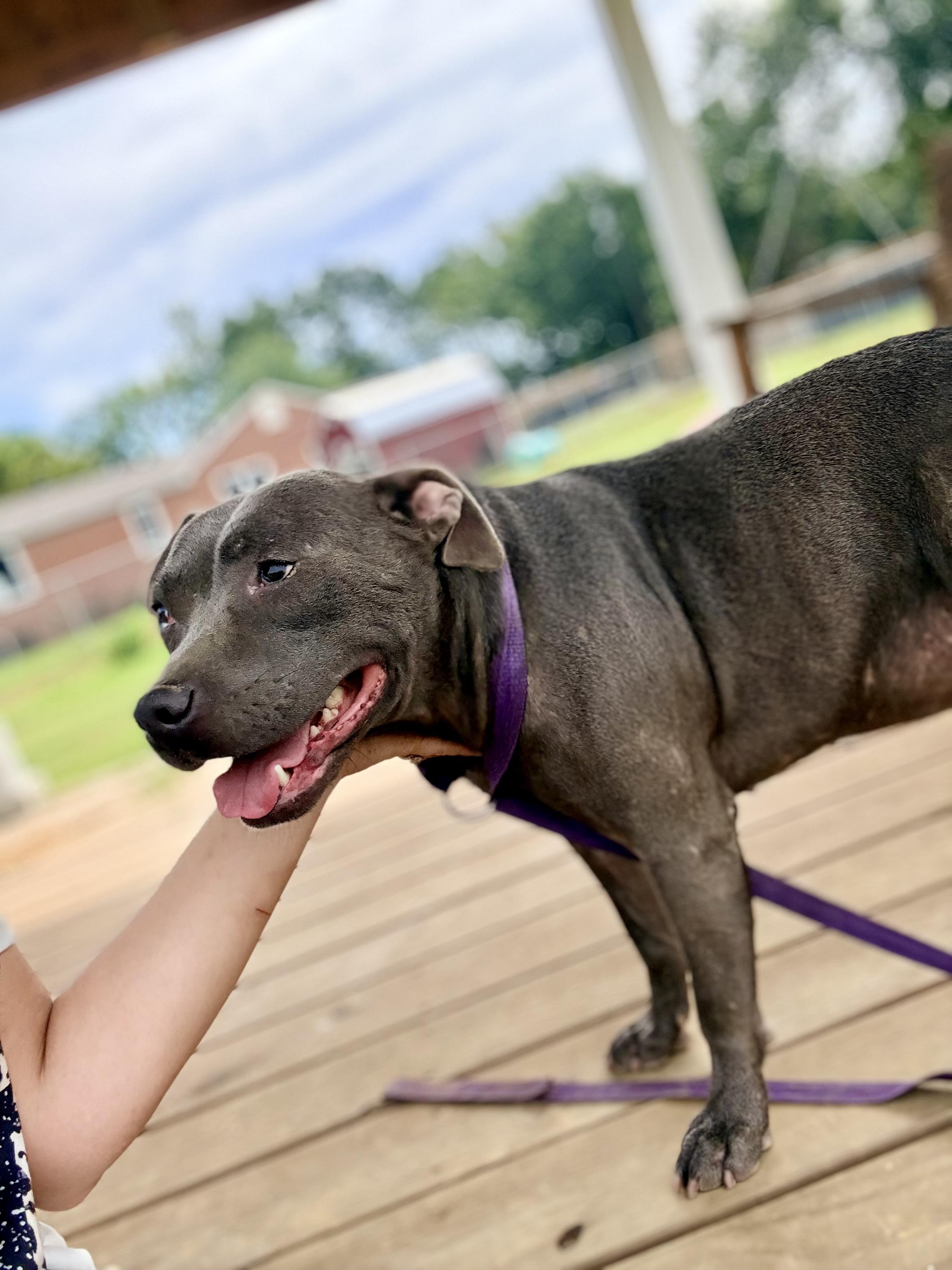 Enlarge Phoenix, a Adoptable mixed breed in Springhill, LA image 4/5