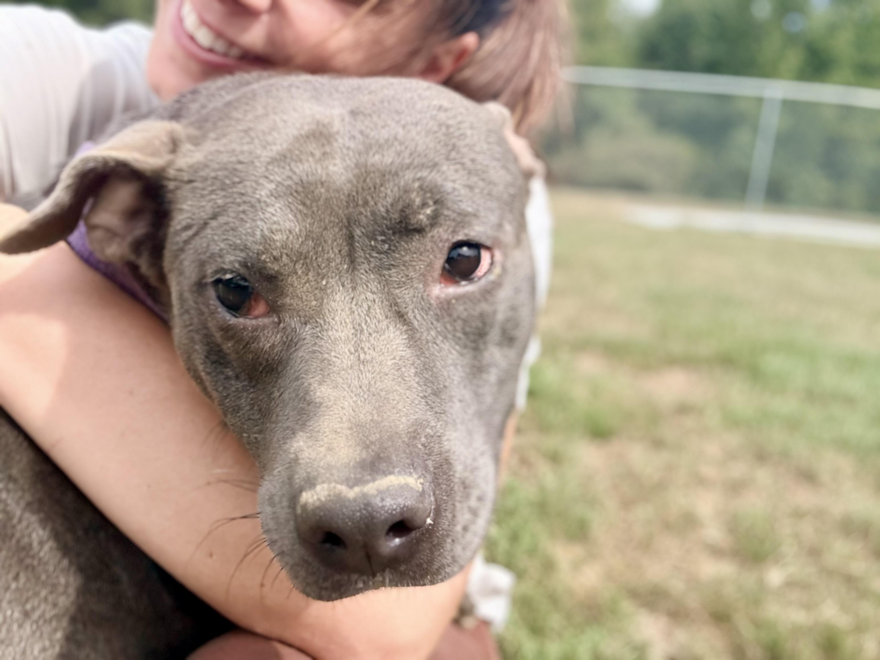 Enlarge Phoenix, a Adoptable mixed breed in Springhill, LA image 2/5