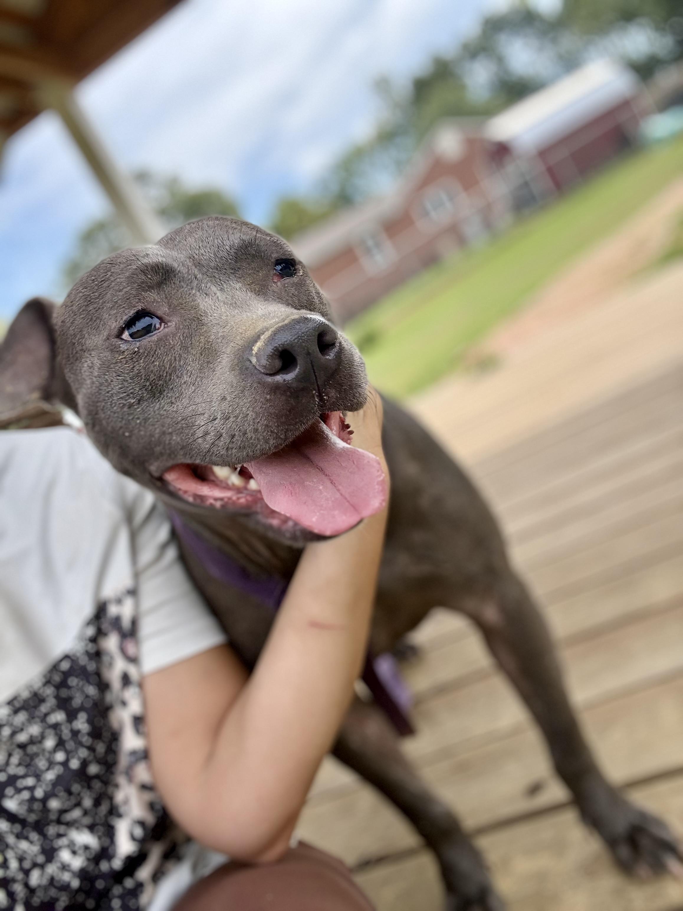 Enlarge Phoenix, a Adoptable mixed breed in Springhill, LA image 3/5