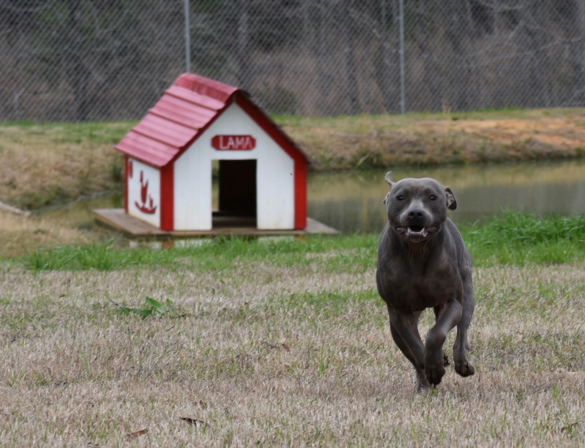 Enlarge Phoenix, a ADOPTABLE mixed breed in Springhill, LA image 1/1