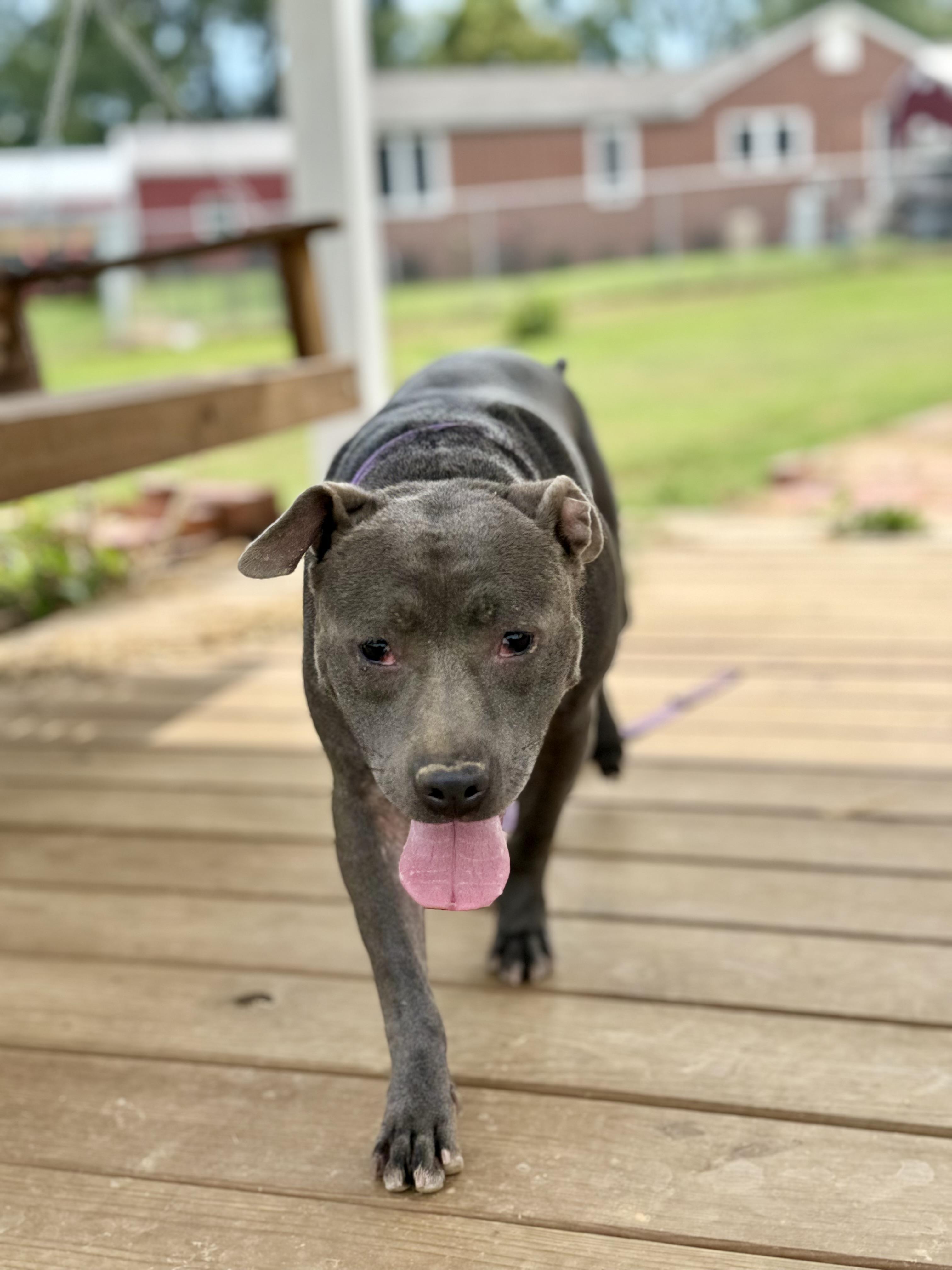 Enlarge Phoenix, a Adoptable mixed breed in Springhill, LA image 5/5