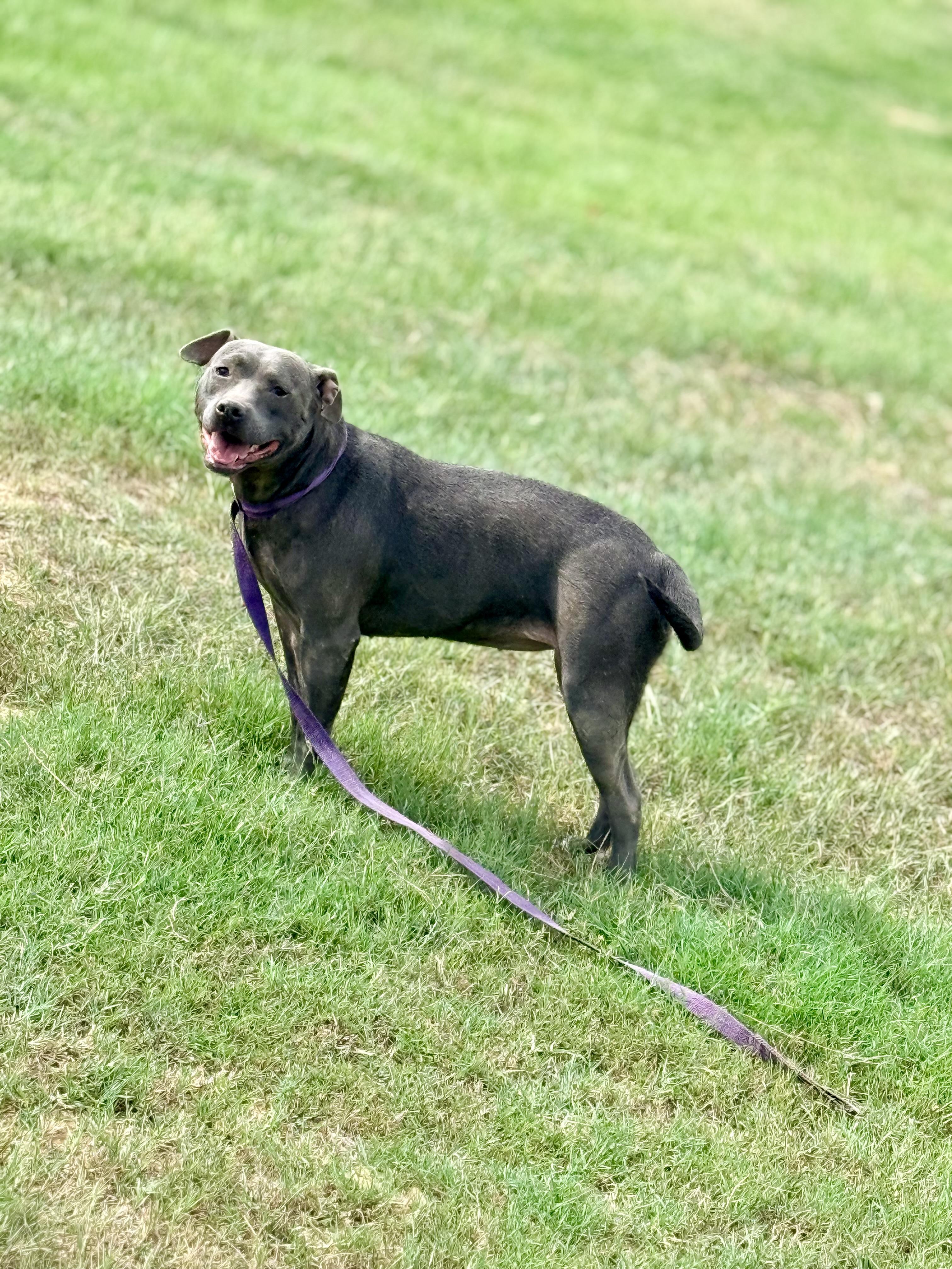 Phoenix, Adoptable, Adult Female Mixed Breed.