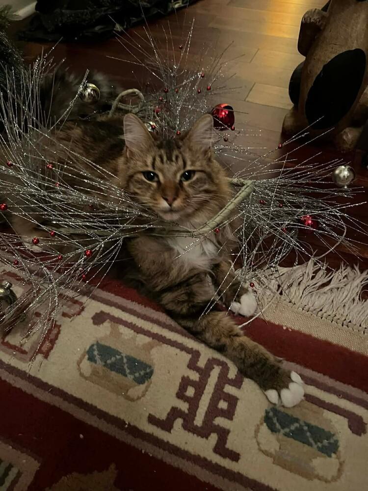 Enlarge Tiggy, a Adoptable mixed breed in WARNER ROBINS, GA image 1/5