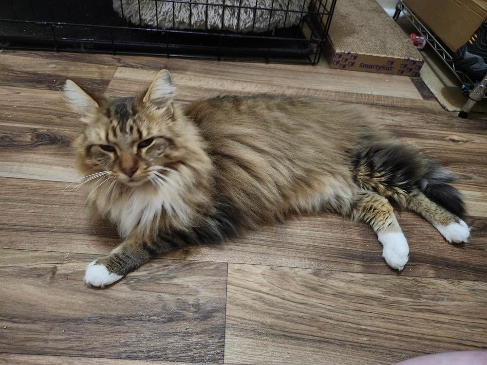 Enlarge Tiggy, a Adoptable mixed breed in WARNER ROBINS, GA image 2/5