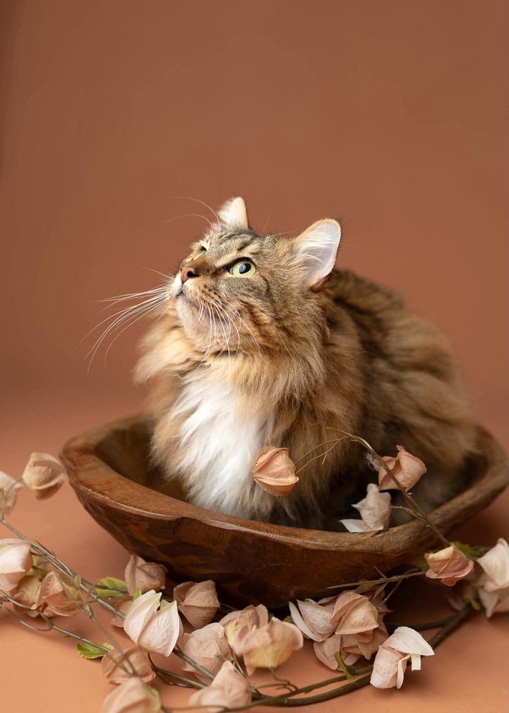 Tiggy, Adoptable, Adult Female Domestic Long Hair.
