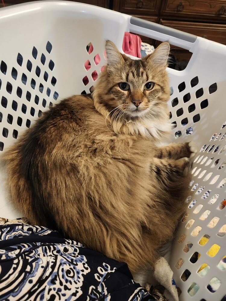 Enlarge Tiggy, a Adoptable mixed breed in WARNER ROBINS, GA image 3/5